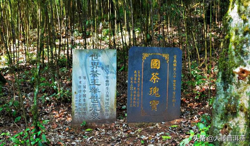 哀牢山：滇中茶基因库「大臻古茶山大全28」