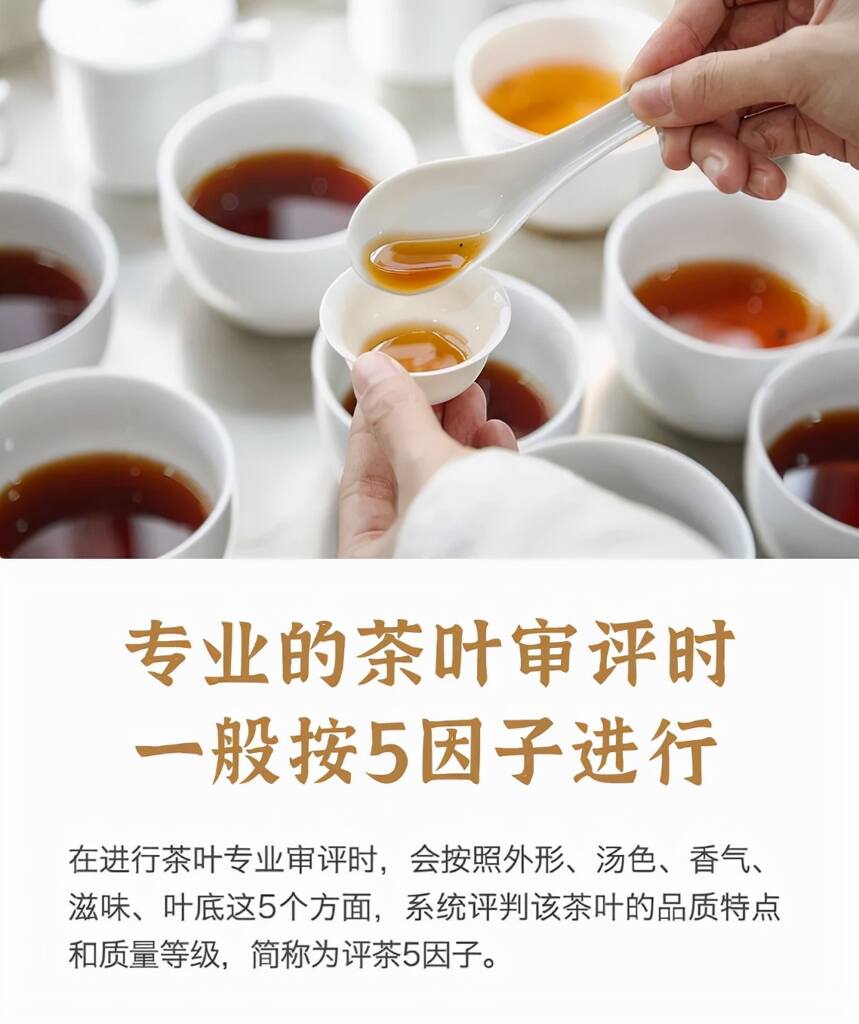 帝芙特茶说 | 这5点，才是评茶5因子