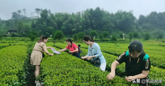 茶文：细风斜雨不须归｜碣滩结业茶会