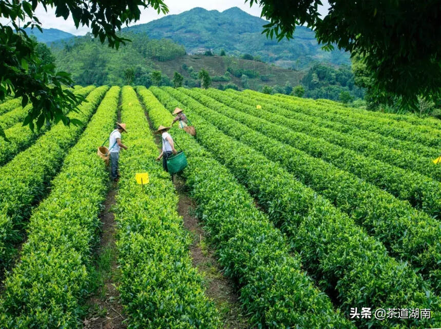 这个地方，用茶来诠释“幸福”与“安宁”