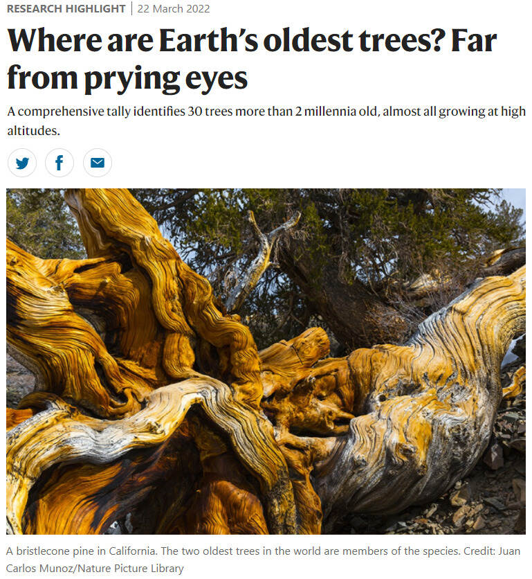 蒂芙特说茶：地球上最古老的树在哪儿
