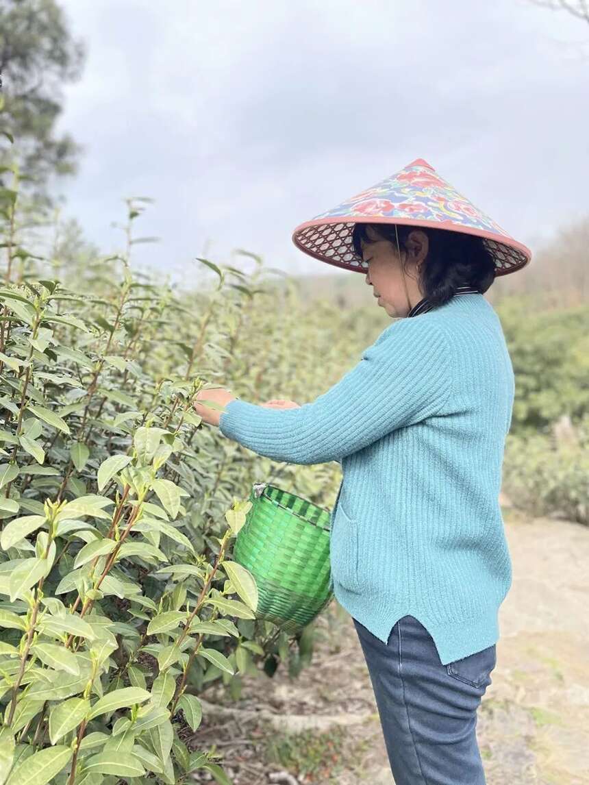 东山寻茶记 | 实地探访，一杯洞庭碧螺春是如何诞生的？