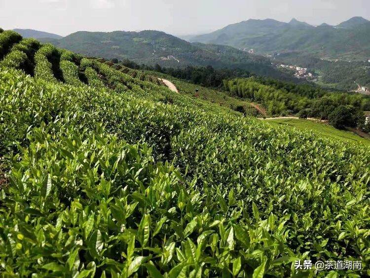 茶文：涟源桥头河：一湾碧潭白茶香