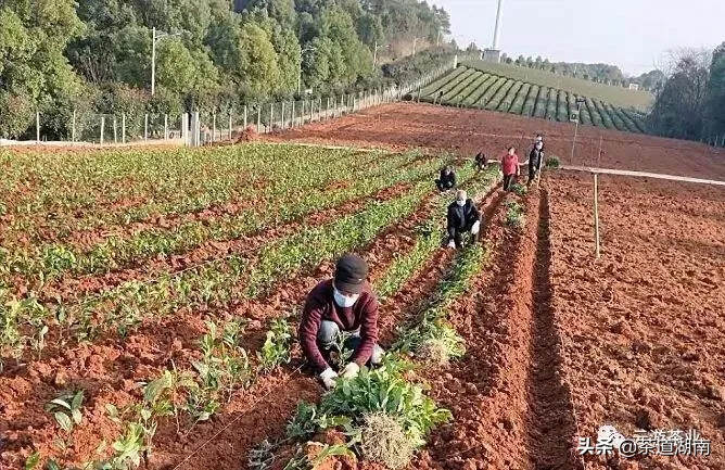 共同战疫 攻克时艰——长沙茶业在行动