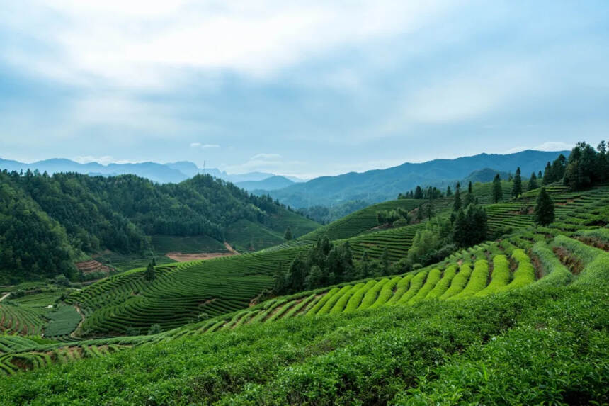 铁观音、乌龙茶，谁喊谁“爸爸”？