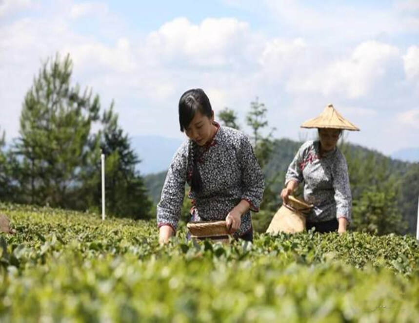 龙岩斜背茶：汤色黄绿明亮、滋味浓醇回甘、有鲜橄榄般的回甜口感