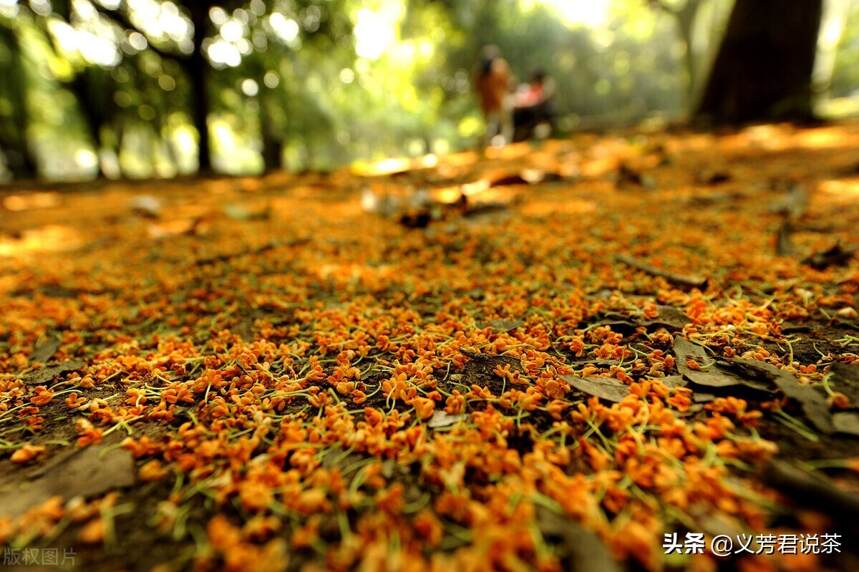 满城尽带秋茶香，清秋况味一壶茶