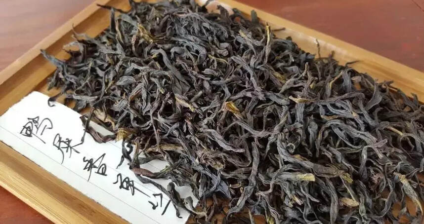 茶中“网红”——鸭屎香单丛茶养成记