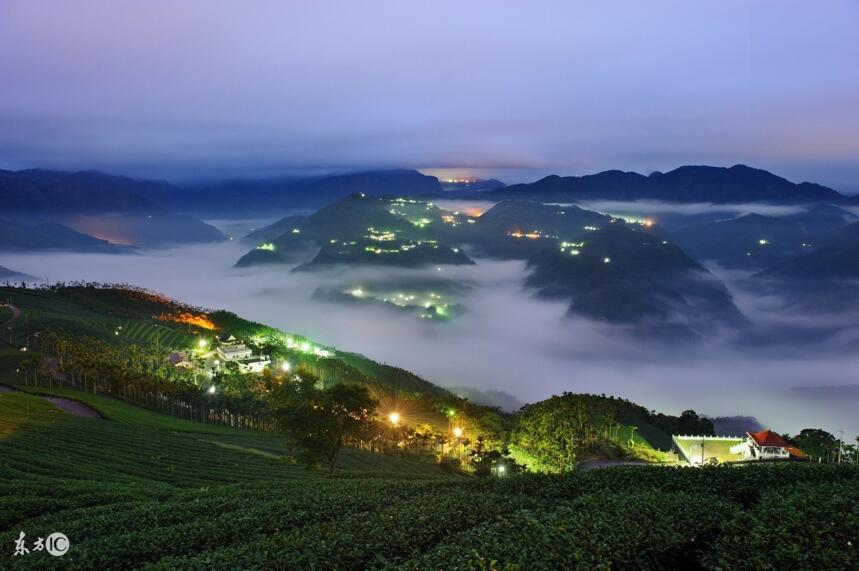 为何高山茶品质比普通茶更胜一筹？这些秘密你应当早知道