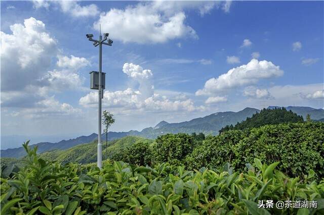 八百里南岳茶飘香