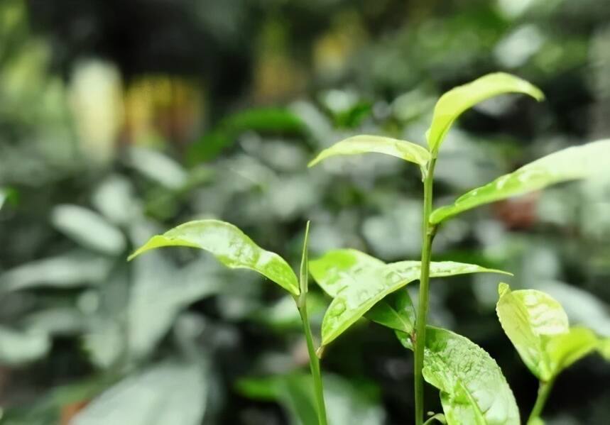 什么是春茶、头采茶、头春茶、明前茶、雨前