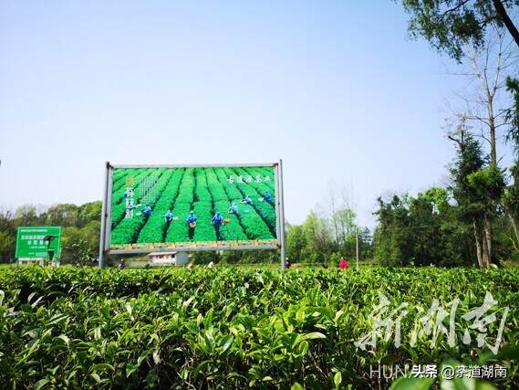 茶园飘香富山乡