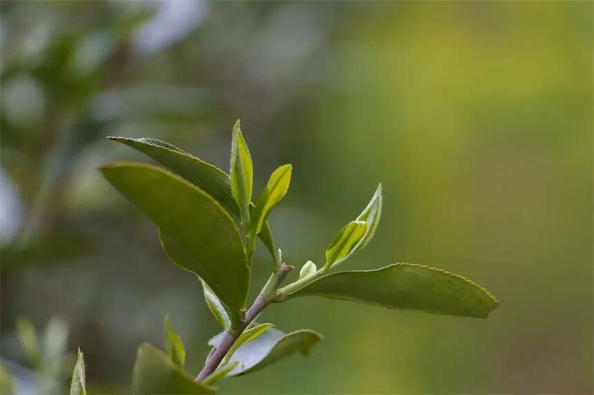 这些不绿的绿茶，以后能炒着当菜吃