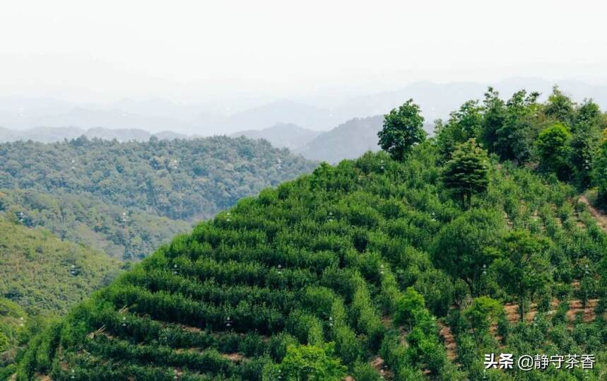 凤凰单丛茶品特性，和茶香特点