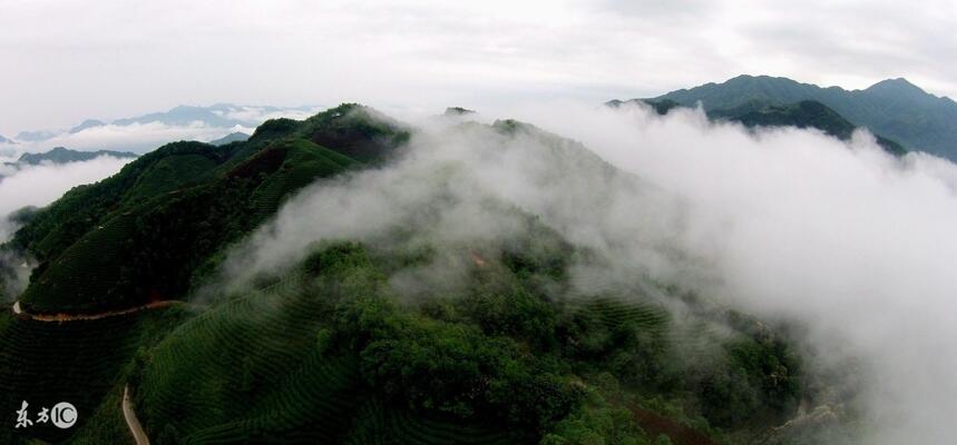 为何高山茶品质比普通茶更胜一筹？这些秘密你应当早知道