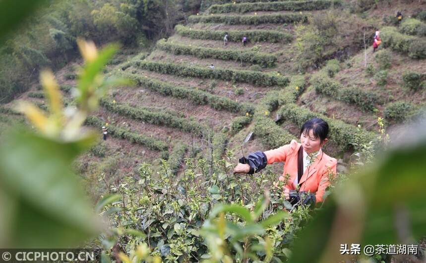 湖南衡阳：高山茶种出脱贫路