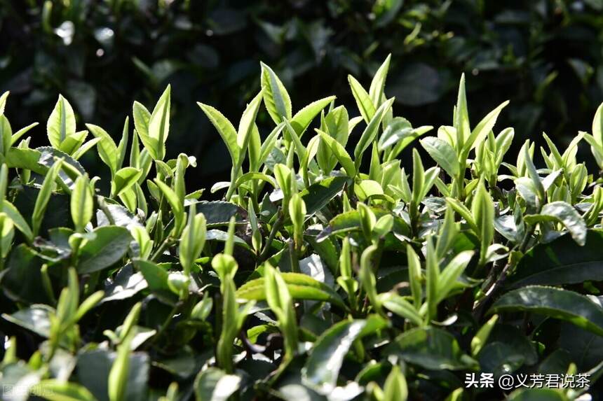 “头采”、“头春”、“明前”、“雨前”，为何有些茶人很在意？