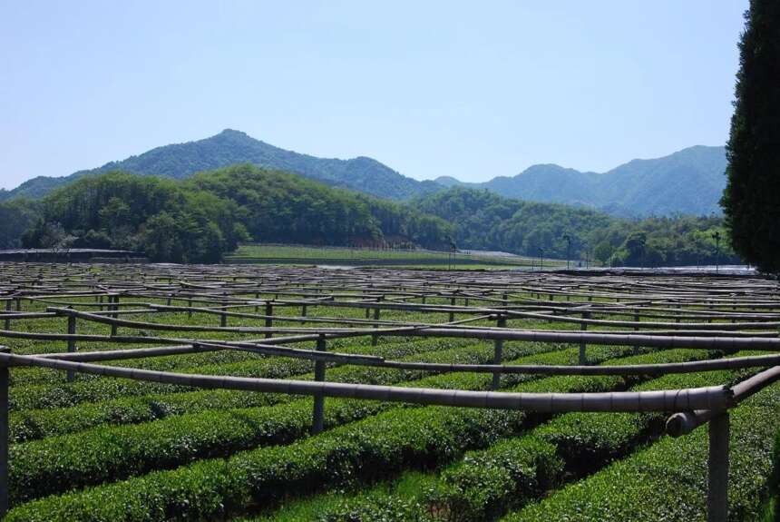 一片神奇的茶园，位于北纬30度黄金带上，浙江绍兴富盛镇的御茶村