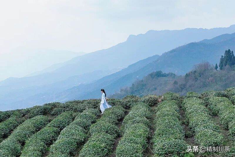 名山区创建天府旅游名县，最美的春色都在这里了