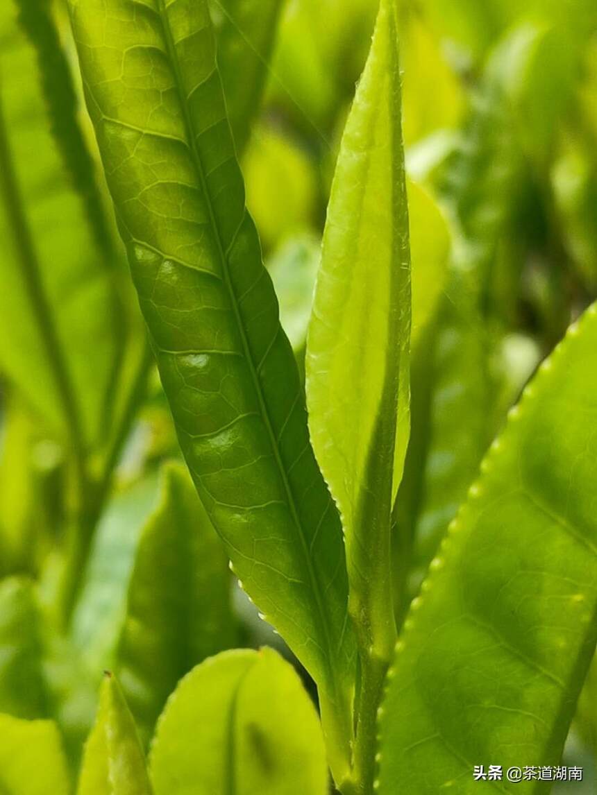 宝庆寻茶记系列之十一：白马山二万亩野生茶