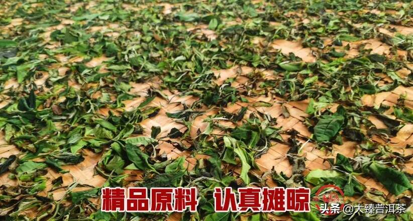 云南白茶和福建白茶的整体异同！（大臻论茶291）