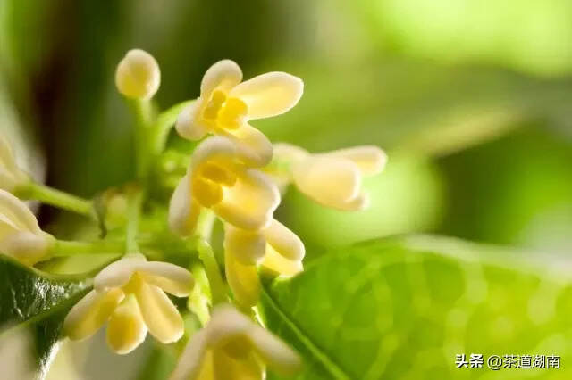 秋白露，恰似一杯饶有余味的茶