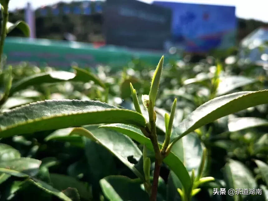 “2019中国·古丈第三届茶旅文化节”春茶开园仪式隆重举行