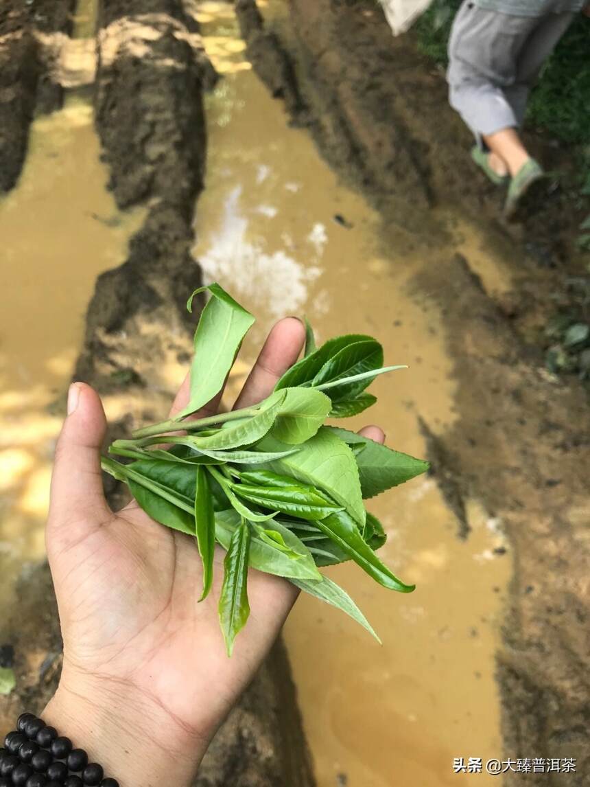 简说目前的秋茶情况（大臻论茶272）