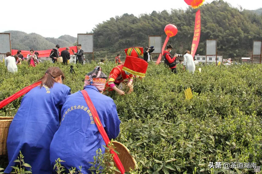 塔山云顶 茶农显身手