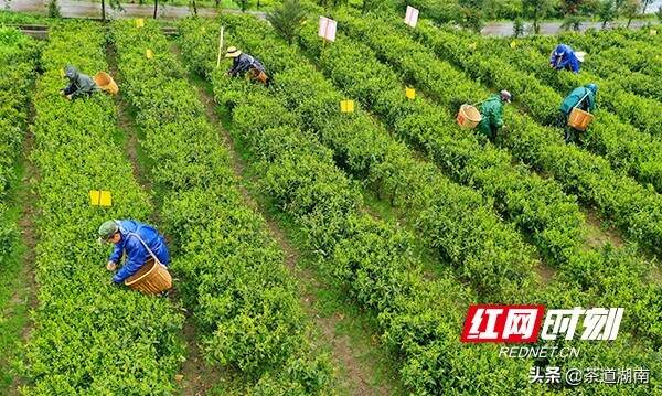 常宁茶香产业壮｜瑶乡春茶采摘忙 茶香溢满致富路