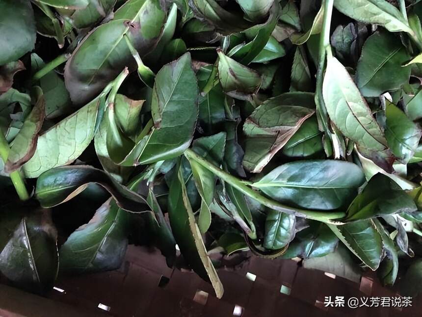 关于“奶香味”的茶叶，老茶人有话说