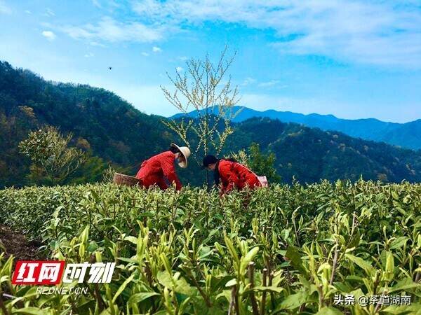 湖南早春茶长势良好 采摘进入“人气最旺”时节