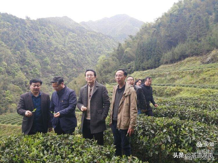 月光茶：写意生命的千古爱恋