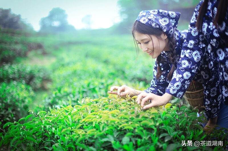 走进茶园 品味茶香