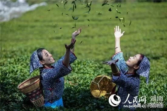湖南安化：一片小茶叶 铺就扶贫路
