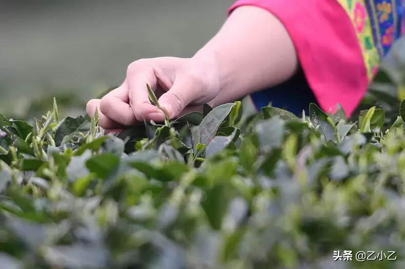 茶的14种常见滋味类型