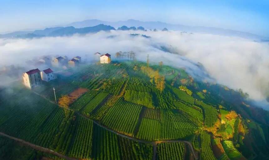 帝芙特带你了解十大名优绿茶