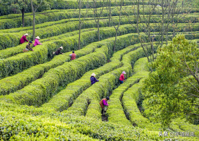 一名返乡硕士的山区“茶园梦”