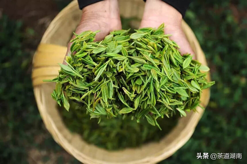 疫情未了，春茶待采，茶行业该给什么反应？