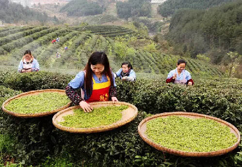 耐泡是好茶的标准吗？