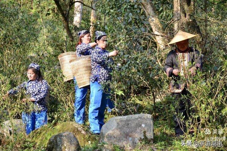 山看张家界，野茶数舜皇山