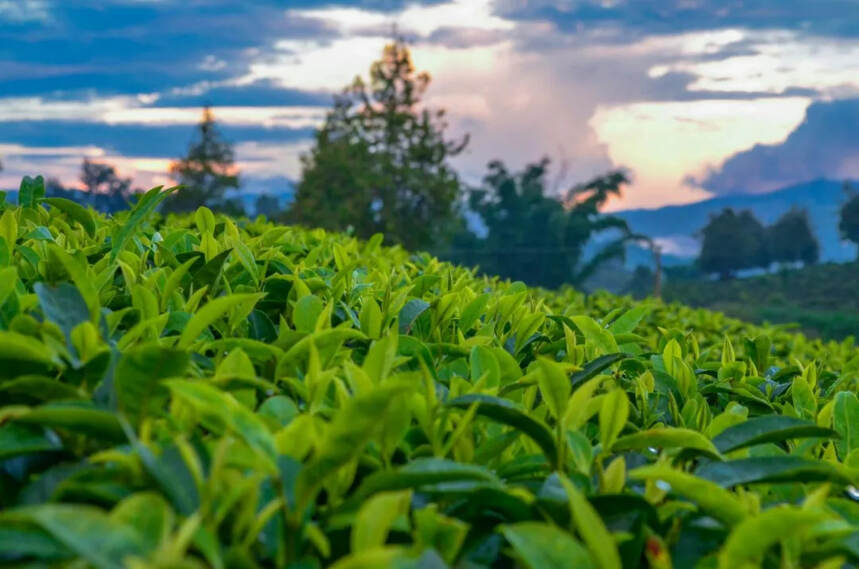 普洱究竟有多少山头？产的茶都有什么区别？