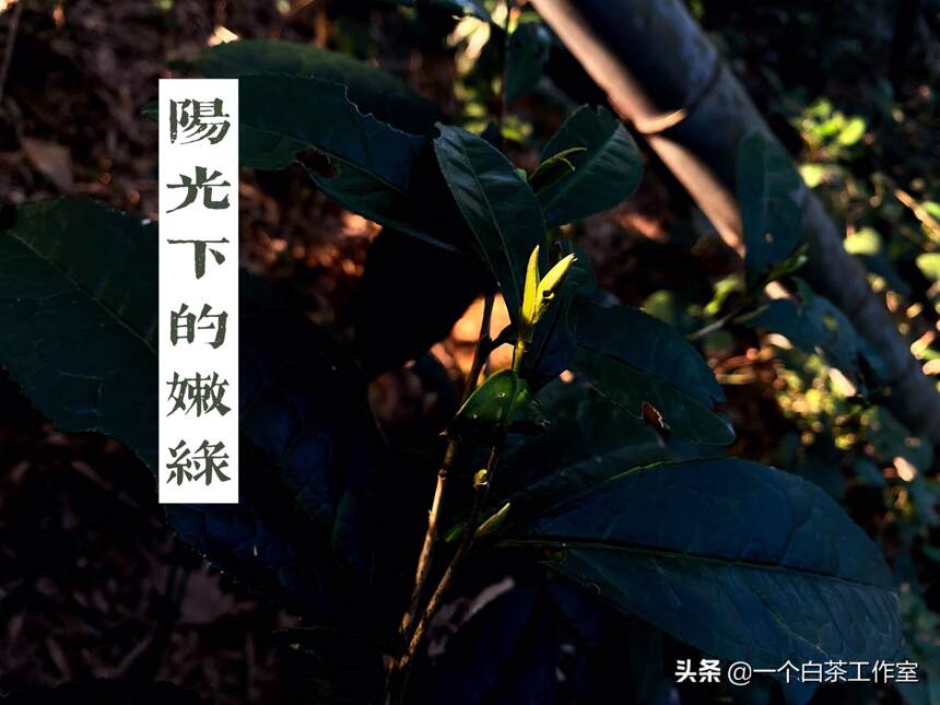 福鼎白茶怎样收藏才能增值？什么茶适合储藏？