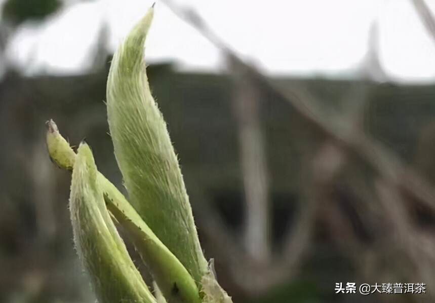 茶毫与茶（大臻论茶301）