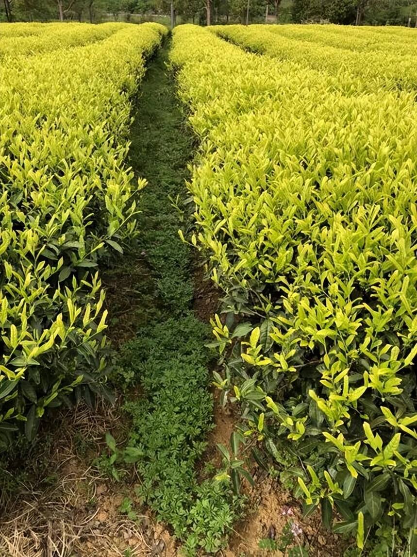 蒂芙特说茶：茶园绿肥套种效应研究进展