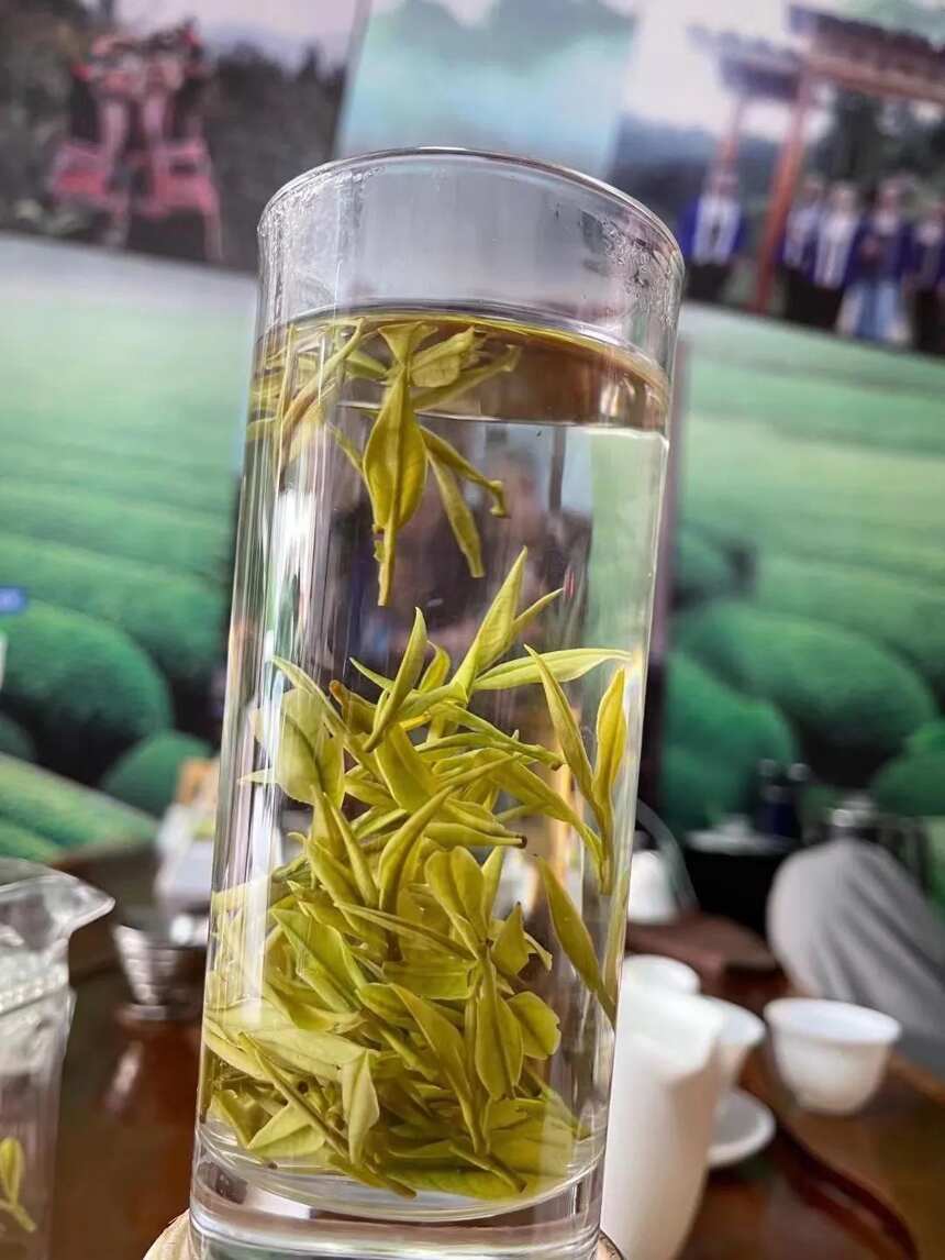 安吉白茶!