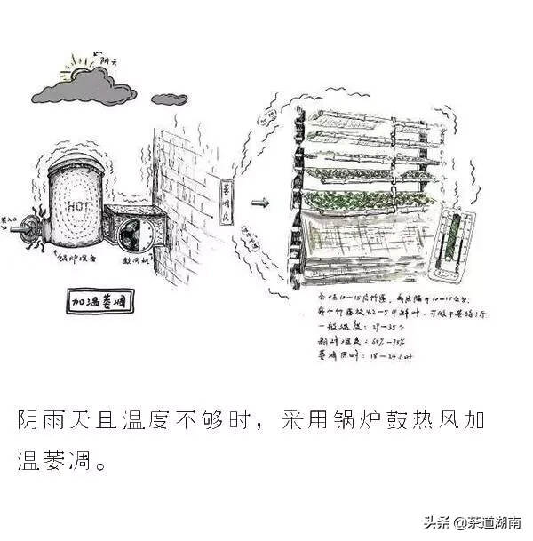 茶知识·白茶是怎样炼成的（工艺篇）