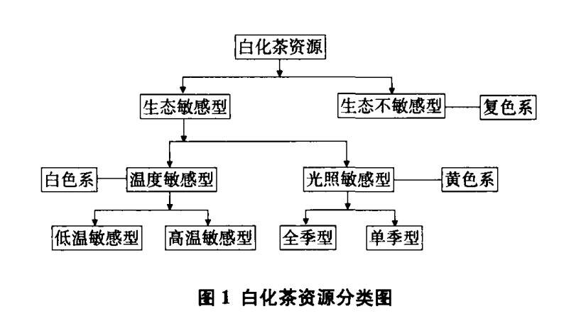 这些不绿的绿茶，以后能炒着当菜吃