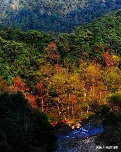 宝庆寻茶记系列之四：南山国家公园里的乔木茶