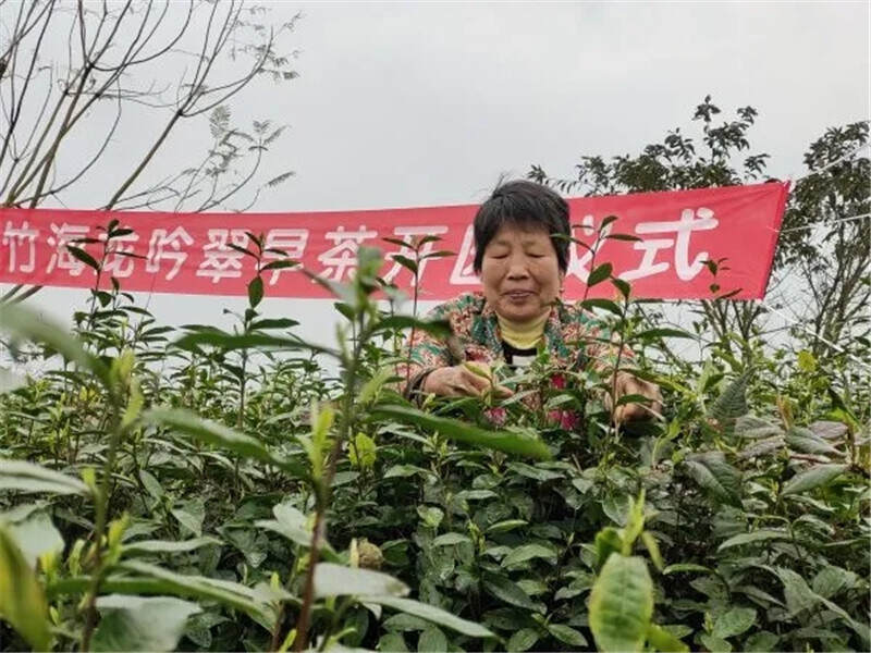 新春炒新茶 宜宾长宁龙吟翠茶园开园